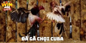 Đá gà chọi Cuba: Loạt trận đỉnh cao trực tiếp tại Win456