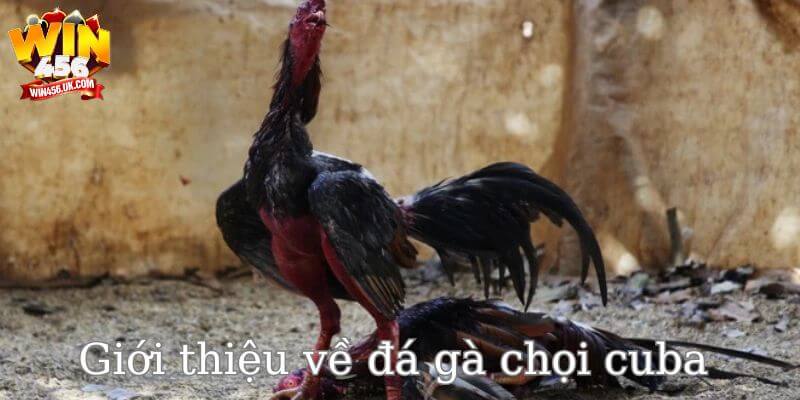 Đá gà chọi cuba - hình thức cá cược được nhiều tay chơi ưa chuộng.