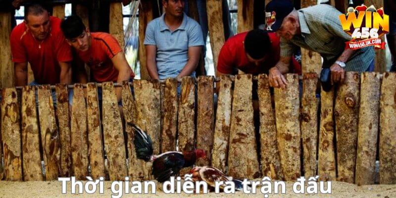 Nắm bắt luật chơi đá gà chọi cuba để có kèo cược thành công.