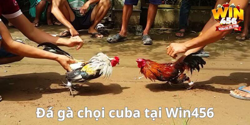 Trải nghiệm xem trực tiếp đá gà chọi cuba tại nhà cái hàng đầu Win456.