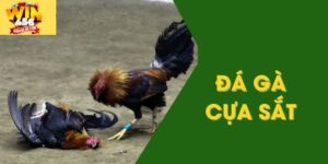 Đá gà cựa sắt - Siêu phẩm hấp dẫn, đầy kịch tính tại Win456