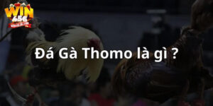 Người chơi cần hiểu rõ thể loại cá cược đá gà Thomo Win456 là gì.