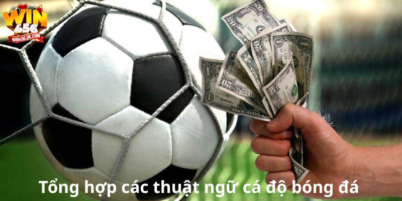 Tổng hợp các thuật ngữ cá độ bóng đá dành cho newbie Win456
